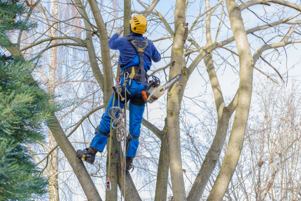 Best Tree Planting  in , ID