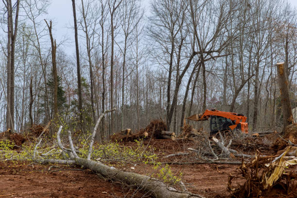 Best Storm Damage Tree Cleanup  in , ID